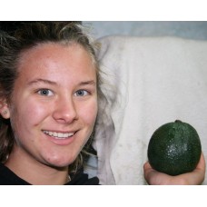 HASHIMOTO AVOCADO FIRM X-Large Size Katikati Grown 